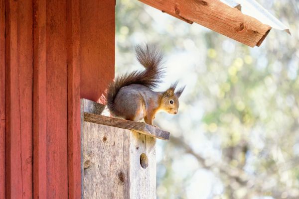 Chimney Pest Removal