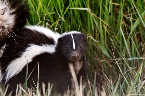 Skunk Pest Removal