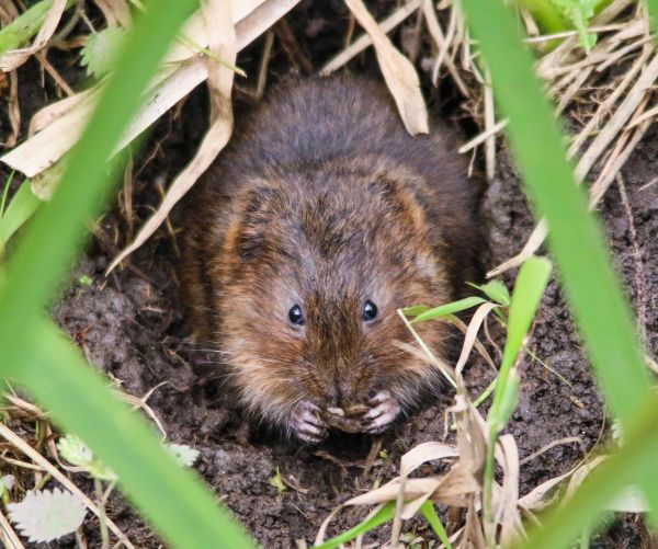Mole Removal
