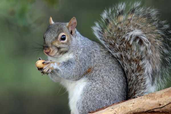 Animal Trapping Service