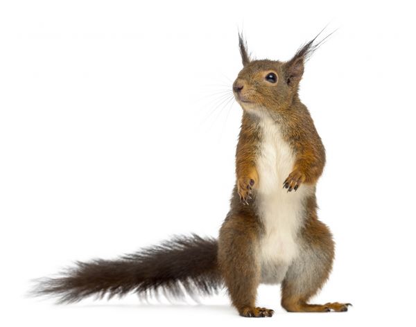 Animal Trapping Service