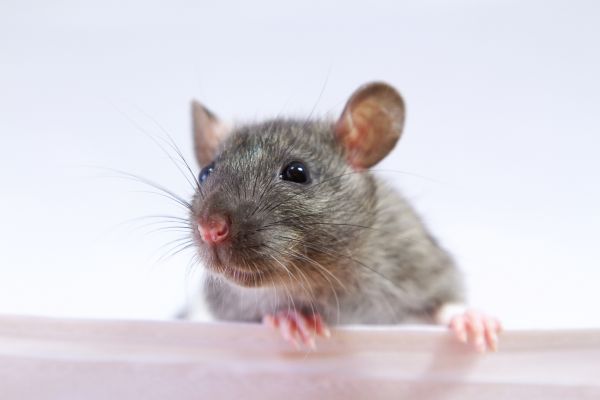 Rat Infestation Removal