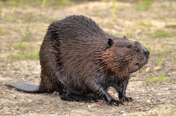 Beaver Damage Control