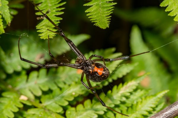 Black Widow Control