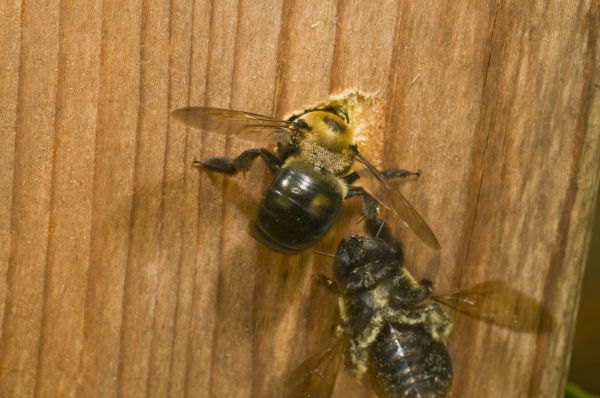 Bee Control Service