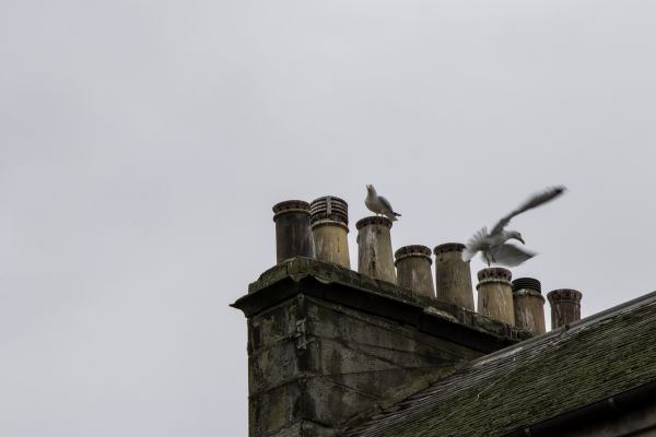 Bat Removal Service