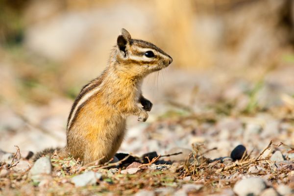 Chipmunk Control Service