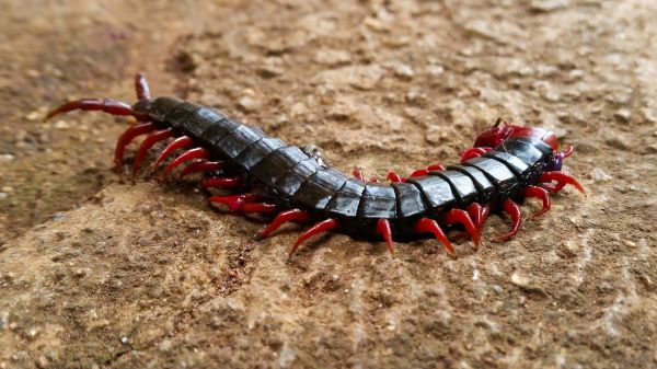 Centipede Control