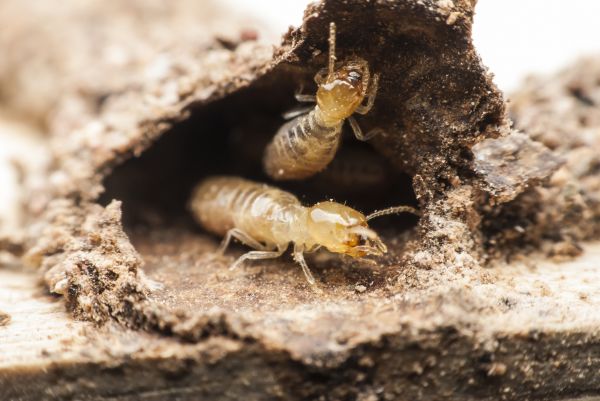 House Termite Inspection