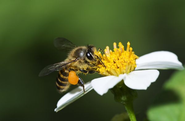 Hornet Control