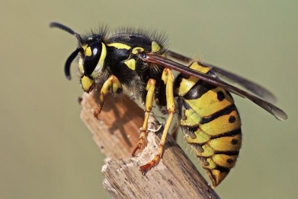 Baldfaced Hornet Extermination