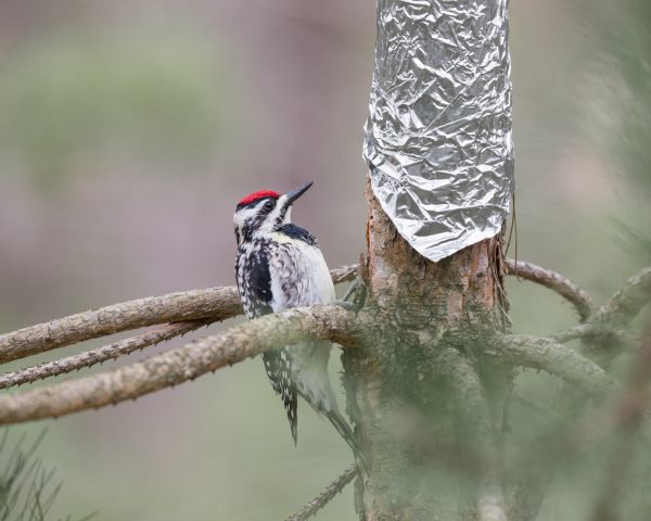 Bird Netting Installation