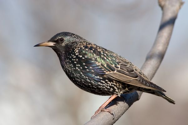 Bird Abatement