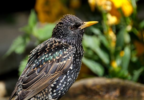 Bird Control Service
