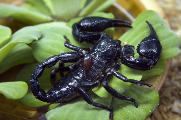 Grub Prevention