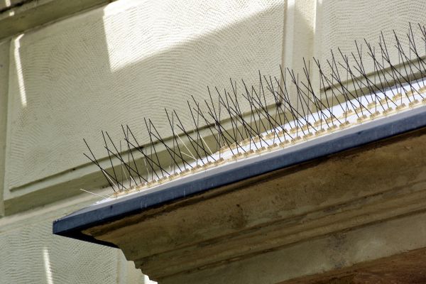 Bird Control Service