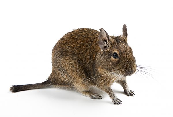 Mice Control Service