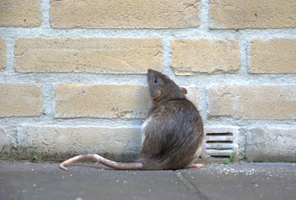 Pest Fumigation Service