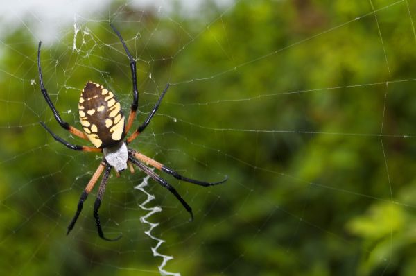 Hobo Spider Extermination