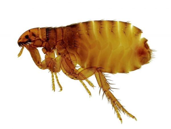 Commercial Flea Treatment