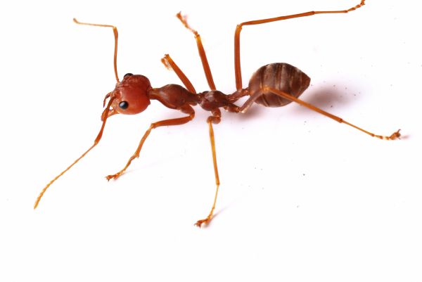 Ant Elimination