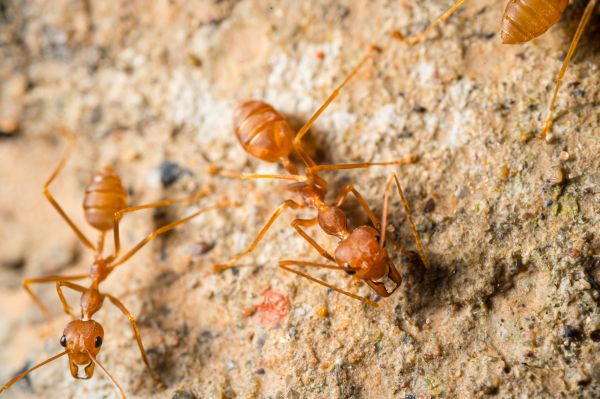 Black Ant Extermination