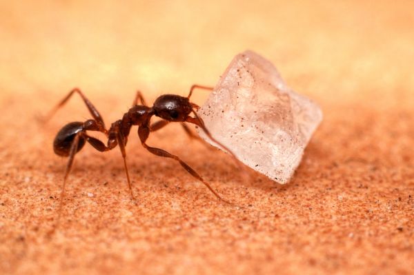 Sugar Ant Removal