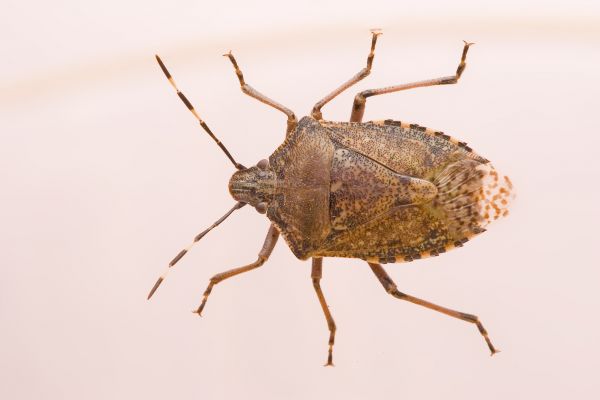 Stinkbug Control