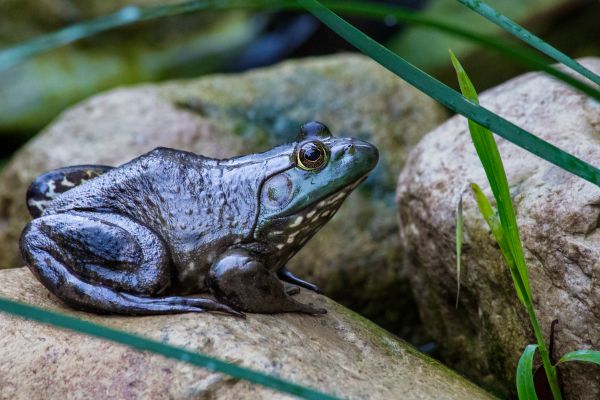 Frog Elimination