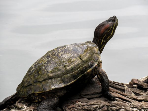 Turtle Relocation