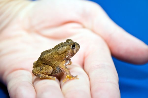 Toad Extermination
