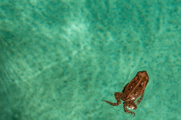 Amphibian Control