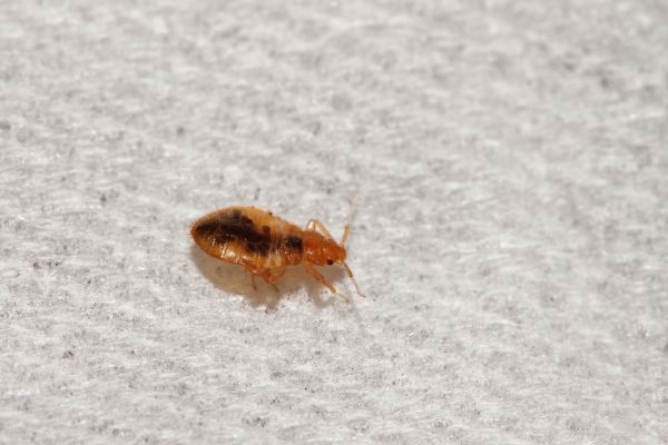 Bedbug Pest Management