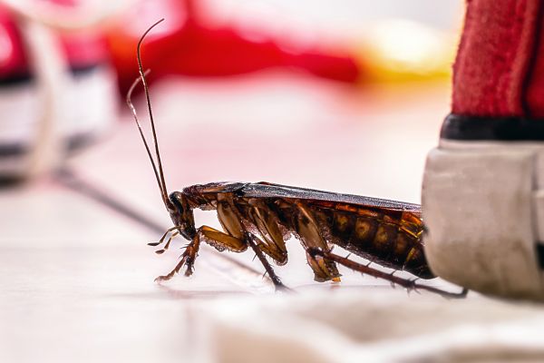 Roach Pest Control
