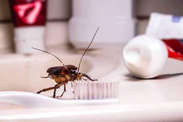 Cockroach Control Service
