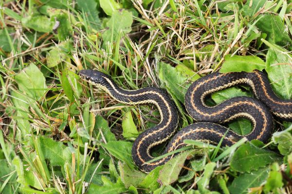 Cottonmouth Removal