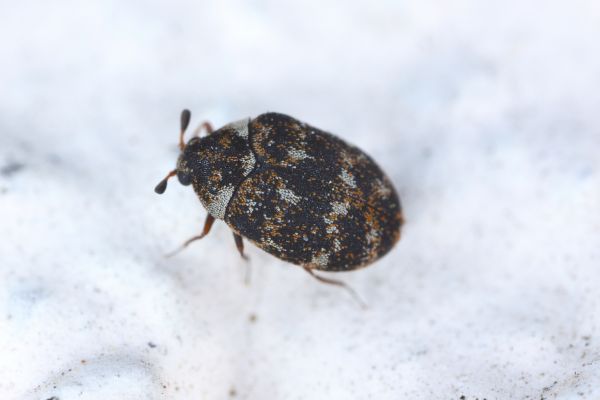 Beetle Control