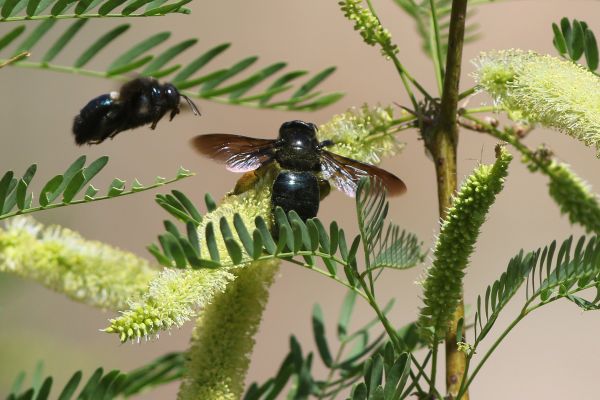 Africanized Bee Removal
