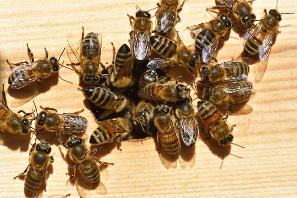 Bee Control
