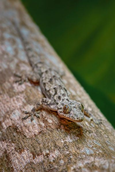 Gecko Pest Control