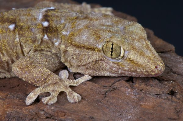 Gecko Control