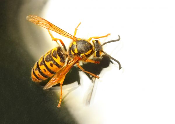Baldfaced Hornet Extermination