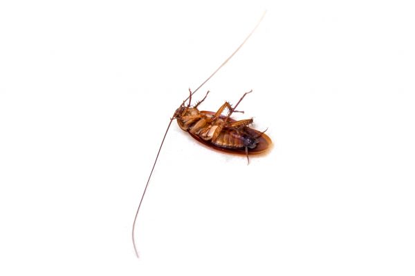 Cockroach Extermination