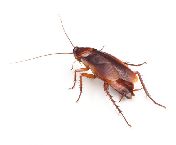 Cockroach Elimination