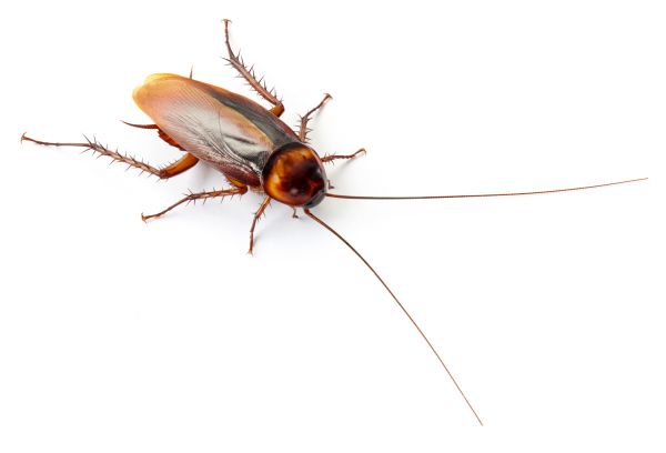 Cockroach Pest Management