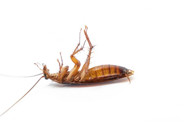 Cockroach Control Service