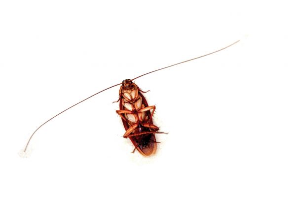 Cockroach Fumigation Service