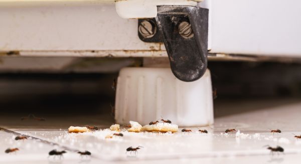 Ant Infestation Control