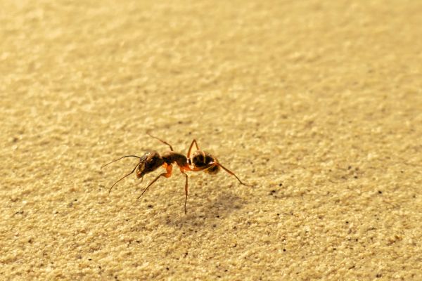Ant Infestation Control