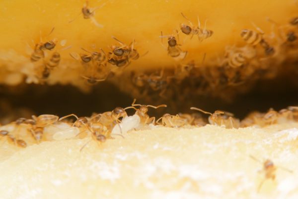 Ant Elimination
